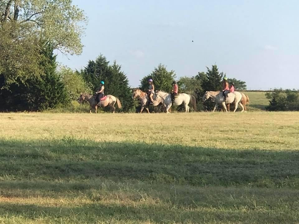 A herd of horses grazes in a green pasture under a clear sky.