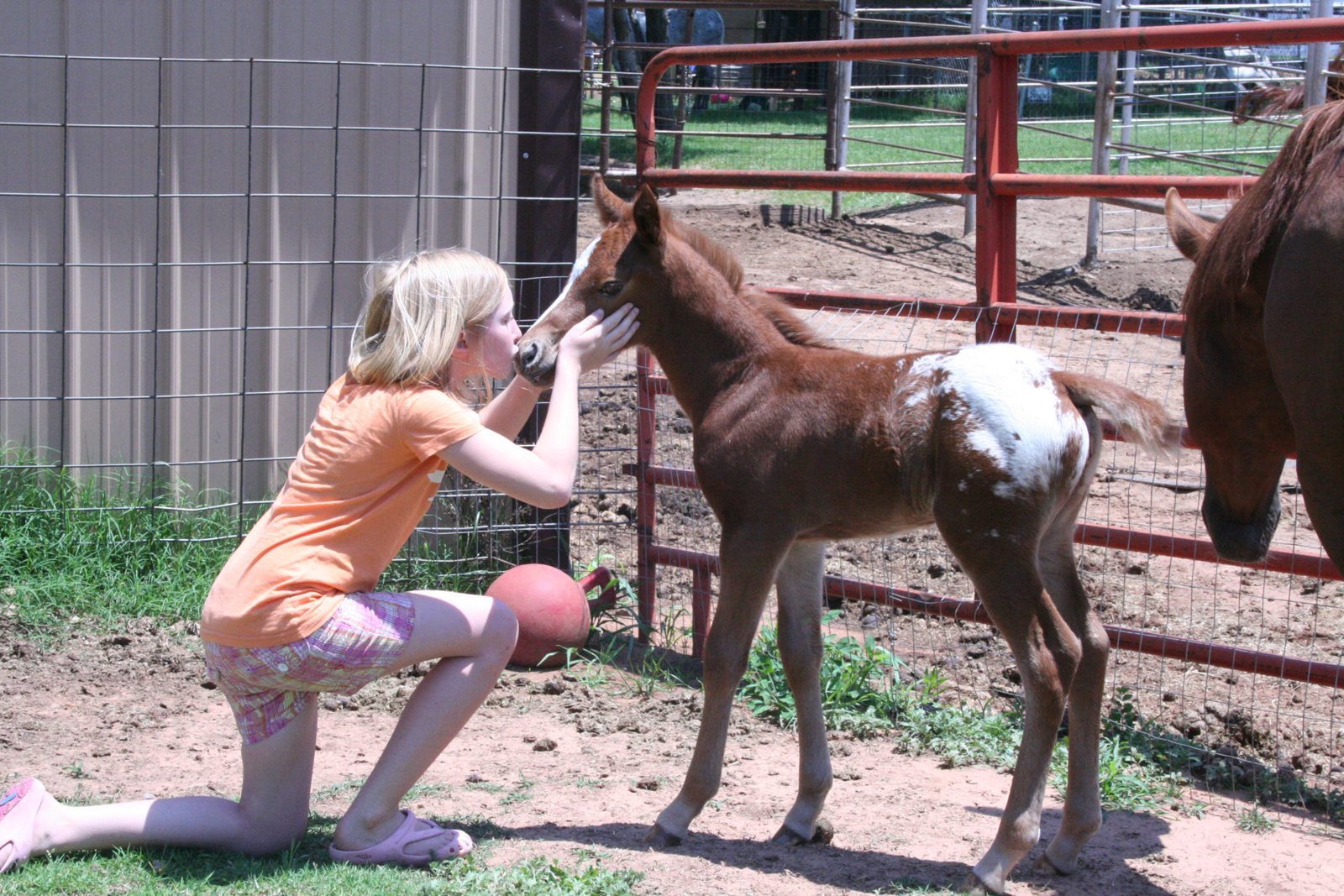 A woman kneels in the pasture to greet a young foal.