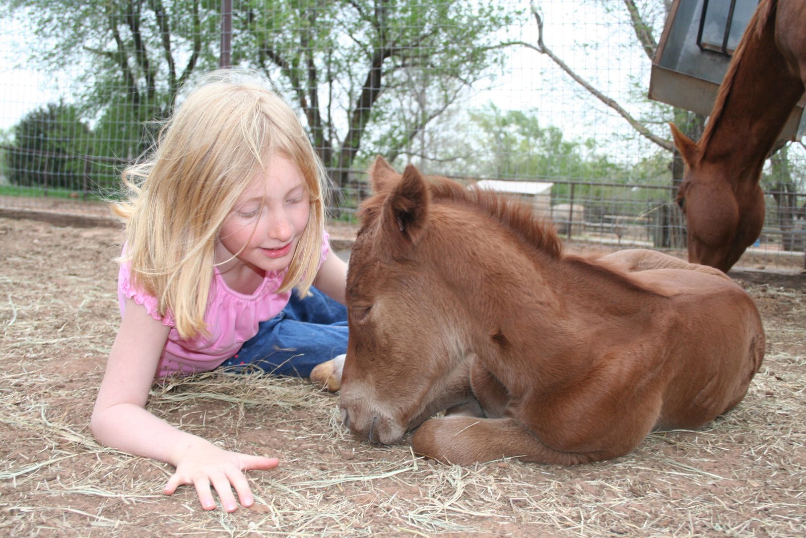A girl lies in the straw next to a resting foal.